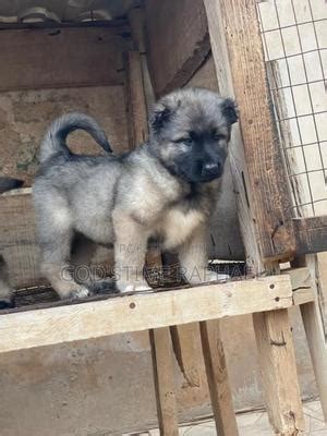 Caucasian Dogs & Puppies in Nigeria for sale Prices on Jiji.ng.